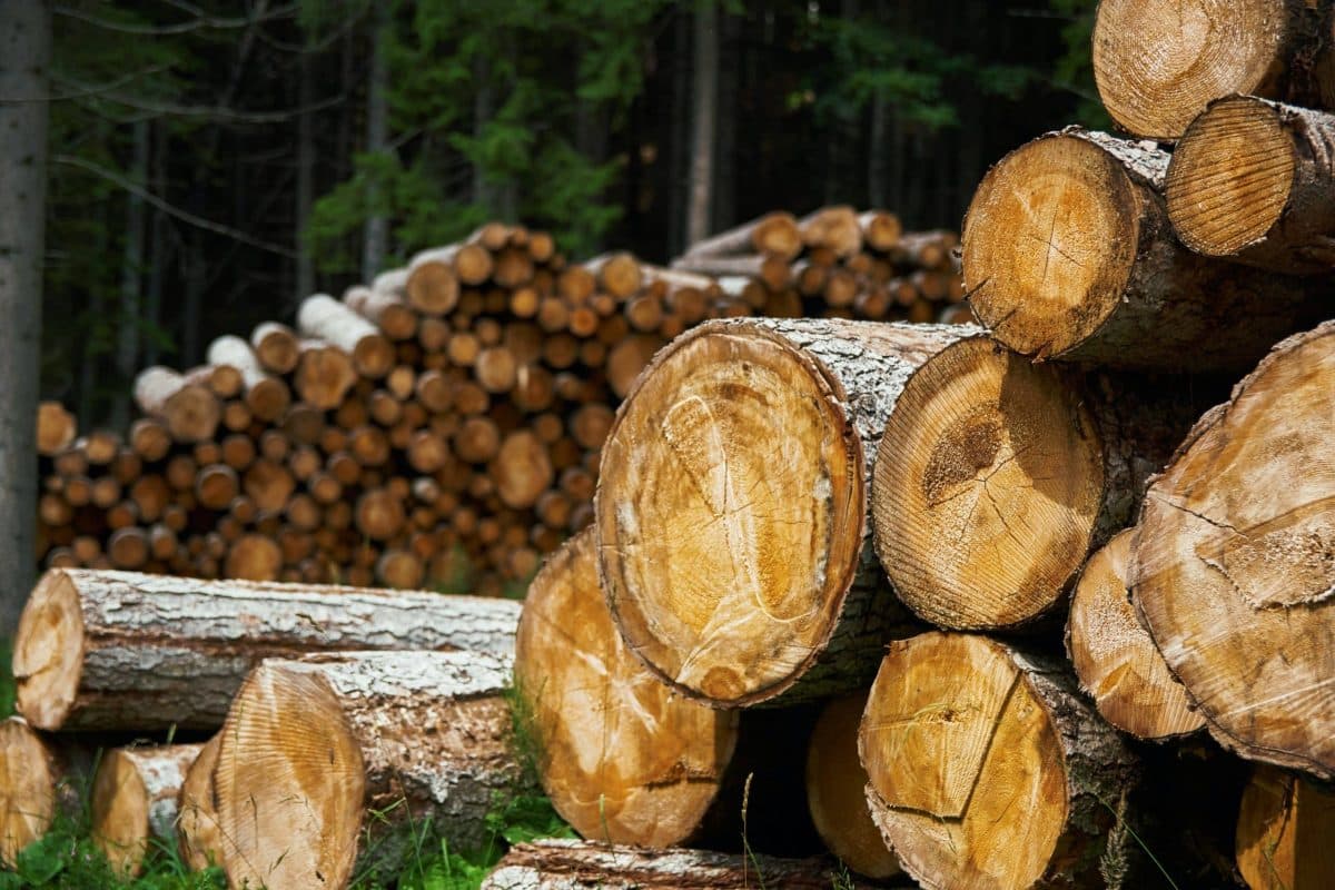 Pile of log waiting to get in sawmill lumber mill planer